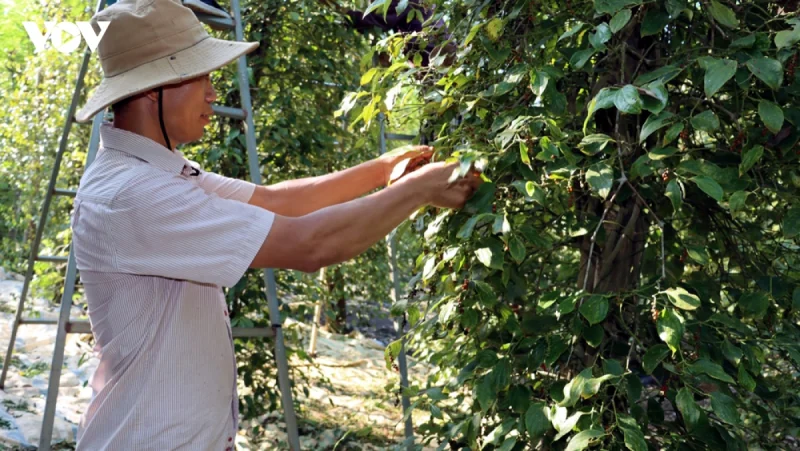 Nông dân Bình Phước đang chăm sóc vườn tiêu xanh tốt