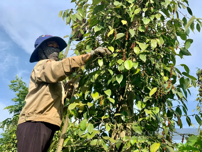 Người nông dân đang thu hoạch hồ tiêu tại vườn tiêu Đắk Lắk
