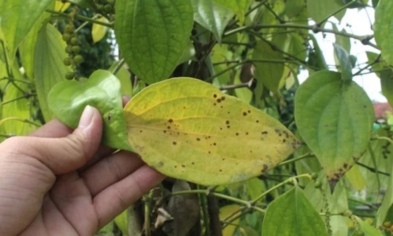 Lá tiêu bị vàng và xuất hiện đốm đen do bệnh tuyến trùng rễ