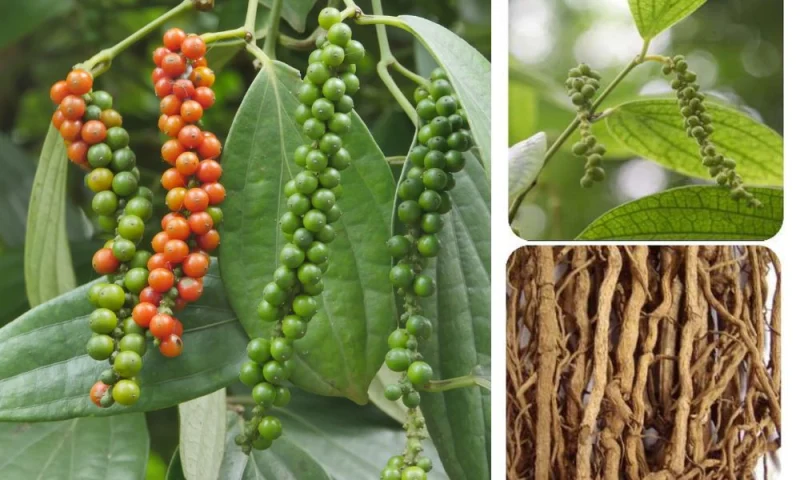 Chùm tiêu chín đỏ và rễ cây tiêu khỏe mạnh trong vườn