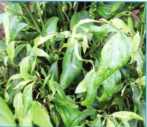 Cây hồ tiêu