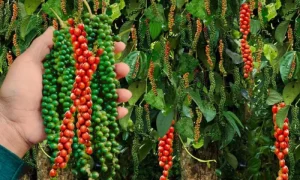 Người nông dân kiểm tra chùm tiêu chín đỏ trên cây tiêu