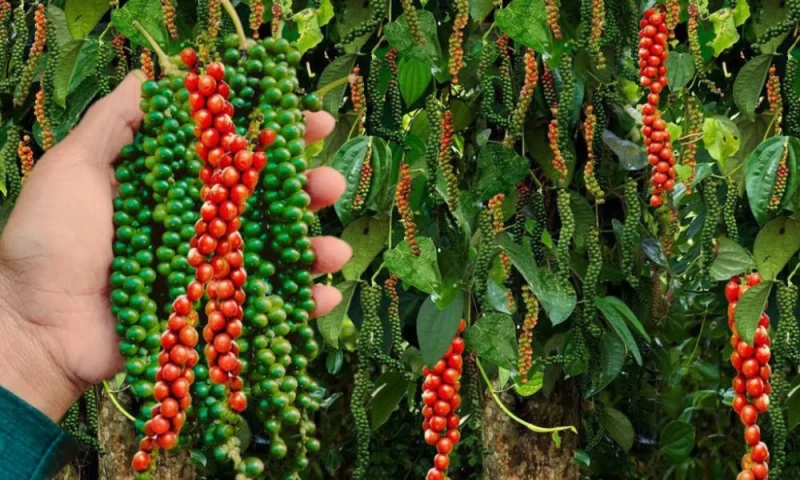 Cách Bảo Quản Tiêu Sau Thu Hoạch 