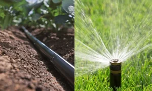 Cách Tưới Nước Cho Tiêu Trong Từng Giai Đoạn Tránh Ngập Úng