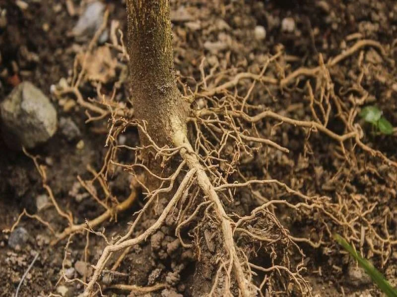 Bộ rễ cây tiêu khỏe mạnh phát triển tốt trong đất tơi xốp