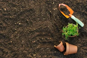 Cải Tạo Đất Trồng Tiêu Già Cỗi Chuẩn Bị Cho Vụ Trồng Mới