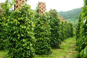 Kinh Nghiệm Chăm Sóc Tiêu Kinh Doanh Kéo Dài Tuổi Thọ Vườn