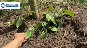 Hướng Dẫn Chăm Sóc Tiêu Mới Trồng Giúp Cây Khỏe, Bám Rễ Nhanh
