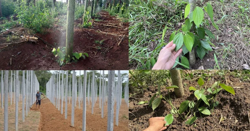 Người nông dân chăm sóc vườn tiêu trong mùa khô hạn