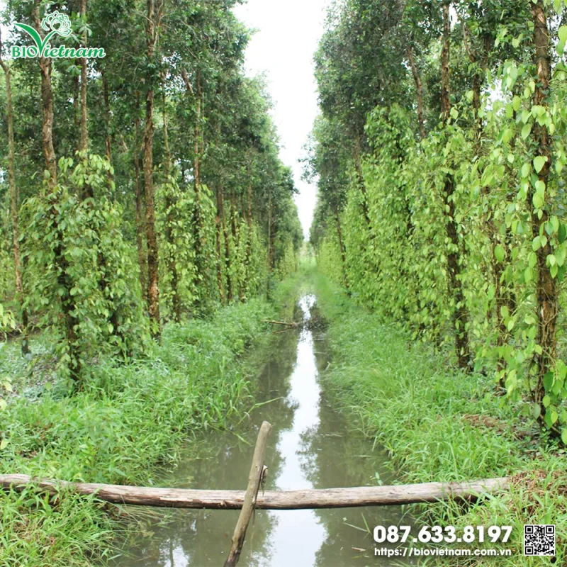 Vườn tiêu bị ngập úng trong mùa mưa cần biện pháp thoát nước