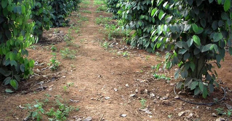 Vườn tiêu xanh tốt tại Việt Nam, mô hình canh tác hiệu quả