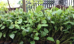 Bí Quyết Chọn Giống Tiêu Tốt Phù Hợp Thổ Nhưỡng Từng Vùng