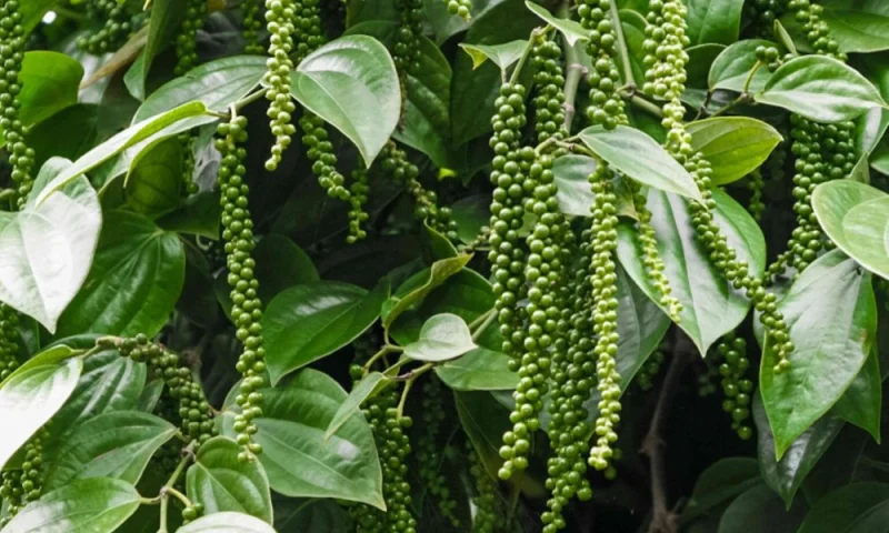 Cận cảnh những chùm tiêu xanh tươi tốt trong vườn tiêu tại Việt Nam