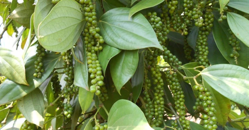 Cận cảnh chùm tiêu xanh tươi tốt trong vườn tiêu đạt chuẩn organic