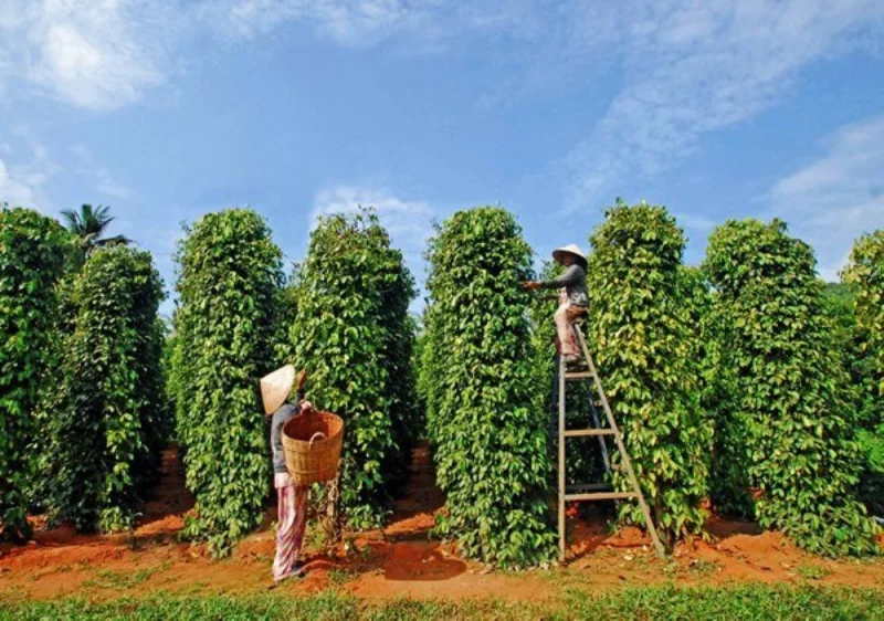 Người nông dân đang chăm sóc vườn tiêu xanh tốt tại Việt Nam