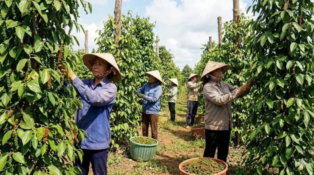 Nhận Định Có Nên Đầu Tư Trồng Tiêu 2026? Bài Toán Lợi Nhuận Gấp Đôi