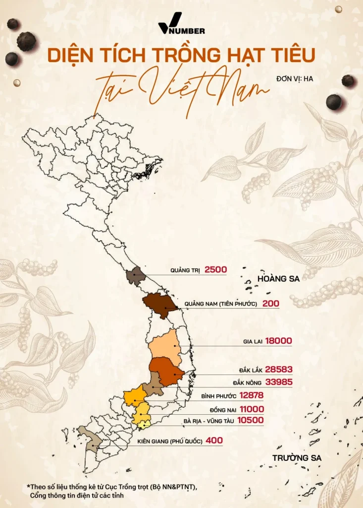 Thống Kê Diện Tích Trồng Tiêu Việt Nam: Xu Hướng & Cảnh Báo Quy Hoạch