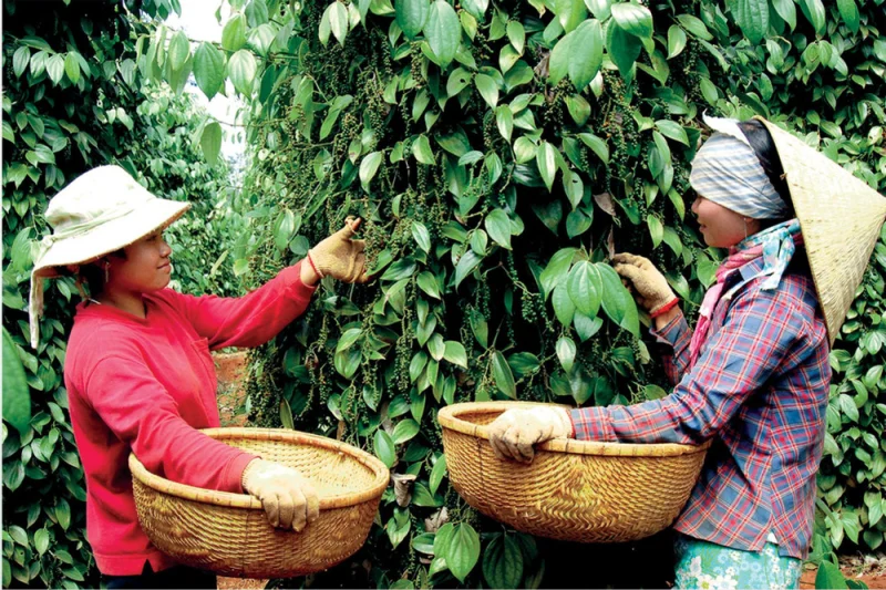 Nông dân Việt Nam đang thu hoạch tiêu tươi tại vườn tiêu