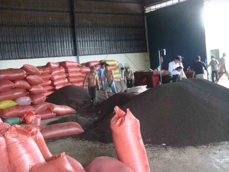 Người nông dân đang thu hoạch và đóng bao tiêu đen tại vườn ở Việt Nam