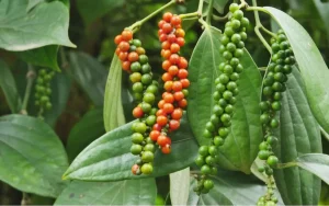 Giá Tiêu 500g/l Hôm Nay (Chuẩn FAQ): Mức Giá Giao Dịch Phổ Biến