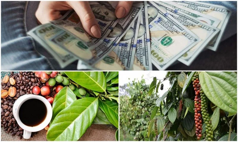 Hình ảnh minh họa các chuỗi hạt tiêu tươi trên cành tại vườn tiêu