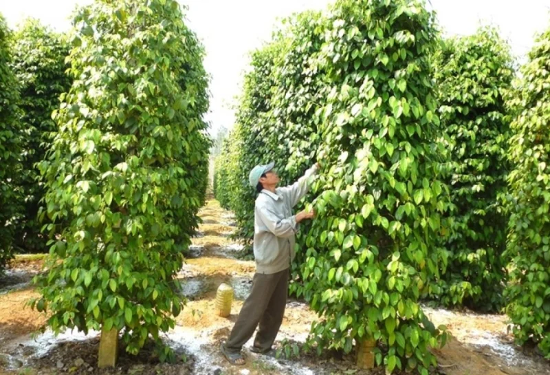 Người nông dân đang chăm sóc vườn tiêu xanh tốt tại Bình Định
