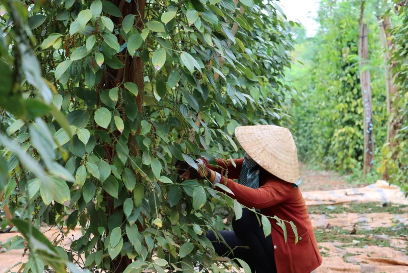 Người nông dân đang chăm sóc vườn tiêu xanh tốt tại Bình Phước