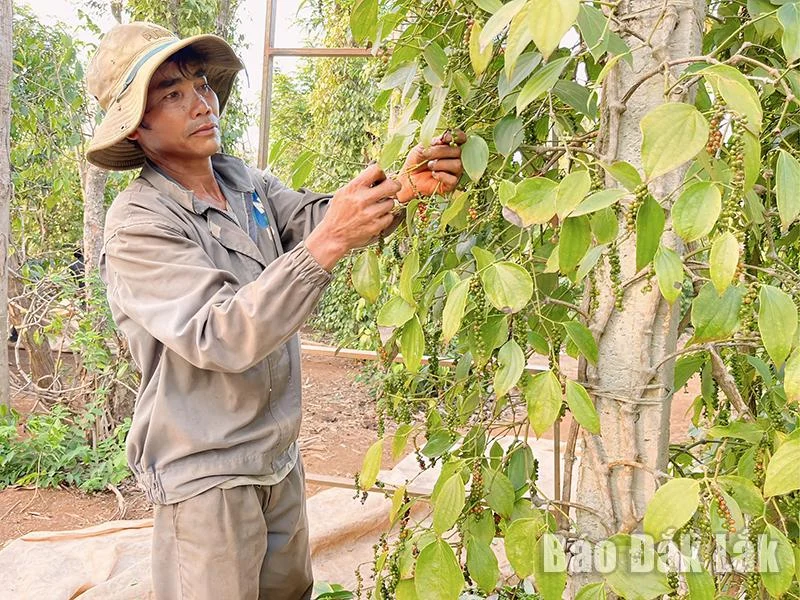 Nông dân chăm sóc vườn tiêu xanh tại Bình Phước để thu hoạch