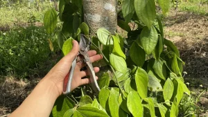 Giá Tiêu Brazil Hôm Nay Cập Nhật Nhạy Bén: Đối Thủ Lớn Của Việt Nam