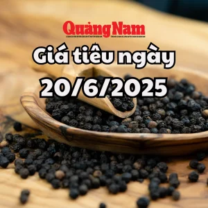 Giá Tiêu Đắk Lắk Hôm Nay: Cập Nhật Bảng Giá & Xu Hướng Mới Nhất