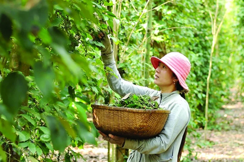 Người nông dân đang thu hoạch tiêu tươi tại vườn tiêu Đắk Lắk