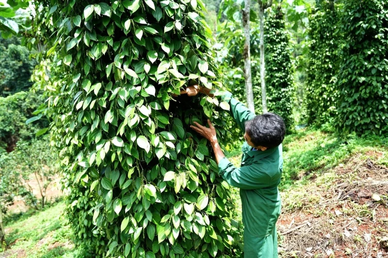 Nông dân kiểm tra vườn tiêu đen xanh tốt tại Việt Nam