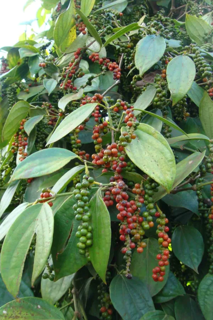 Chùm tiêu chín đỏ trên cây tiêu trong vườn tiêu tại Việt Nam