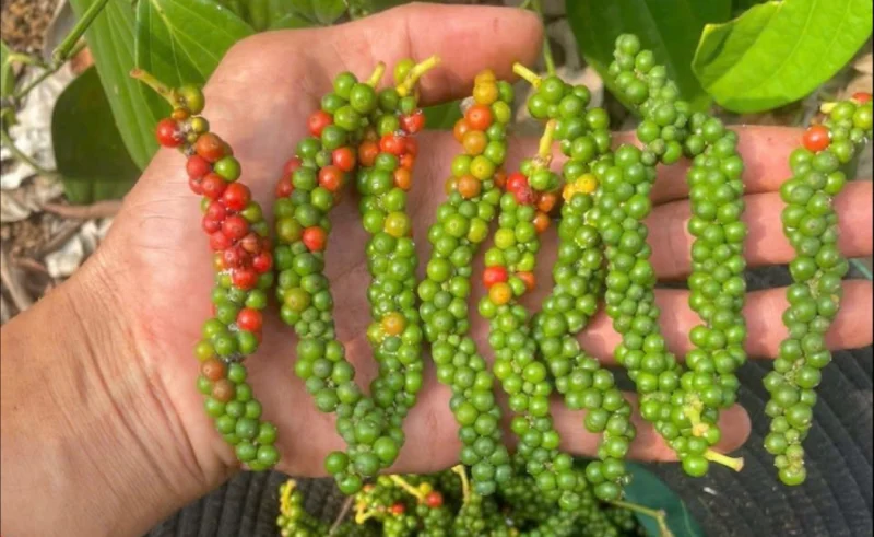 Người nông dân cầm trên tay những chùm tiêu tươi chất lượng cao