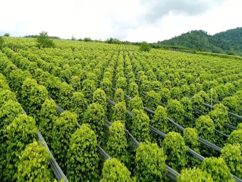 Vườn tiêu xanh tốt tại Gia Lai chuẩn bị cho mùa thu hoạch