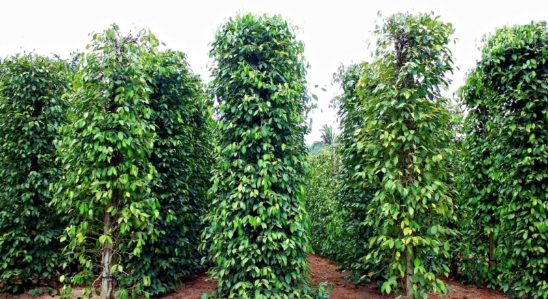 Vườn tiêu xanh tốt tại Indonesia, nguồn cung quan trọng cho thị trường hồ tiêu thế giới