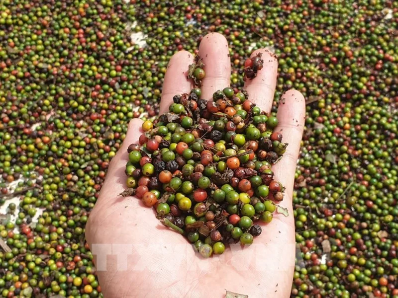 Bàn tay nông dân cầm hạt tiêu tươi thu hoạch tại vườn