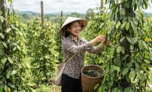 Giá Tiêu Khánh Hòa Hôm Nay: Báo Giá Nhanh Tại Các Vùng Trồng