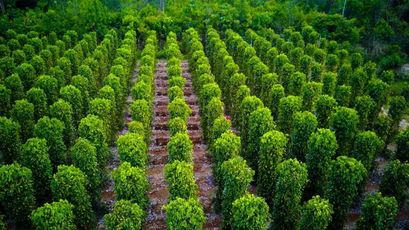 Vườn tiêu xanh tốt tại Khánh Hòa mang lại năng suất cao