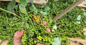 Giá Tiêu Lâm Đồng Hôm Nay Tăng Hay Giảm? Cập Nhật Bảng Giá 24/7
