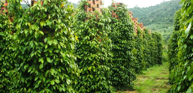 Vườn tiêu xanh tốt tại Lâm Đồng trong mùa thu hoạch