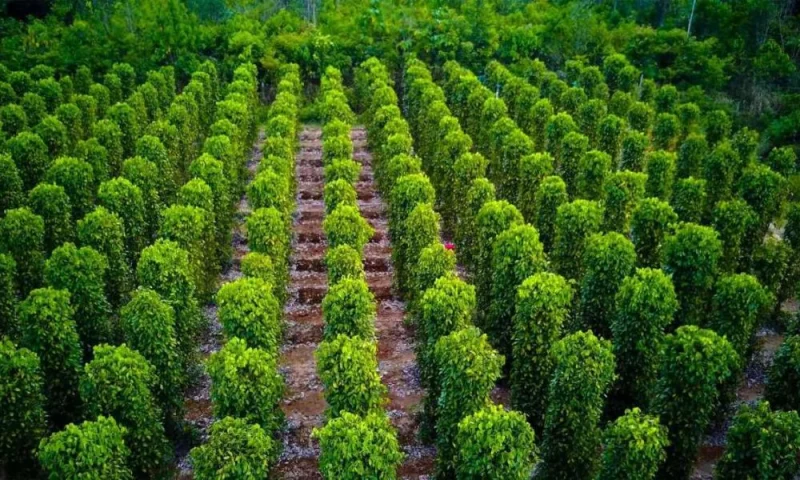 Toàn cảnh vườn tiêu xanh tốt tại Việt Nam phục vụ dự báo thị trường