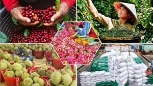 Bảng Giá Tiêu Organic Cập Nhật: Tiềm Năng Chinh Phục Ngành Xuất Khẩu