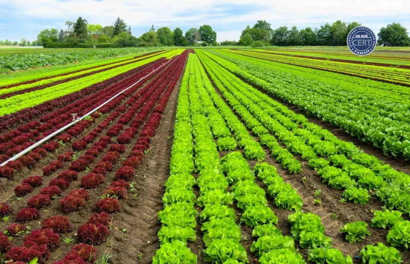 Cánh đồng trồng tiêu organic xanh tốt, tiềm năng cho xuất khẩu nông sản Việt Nam