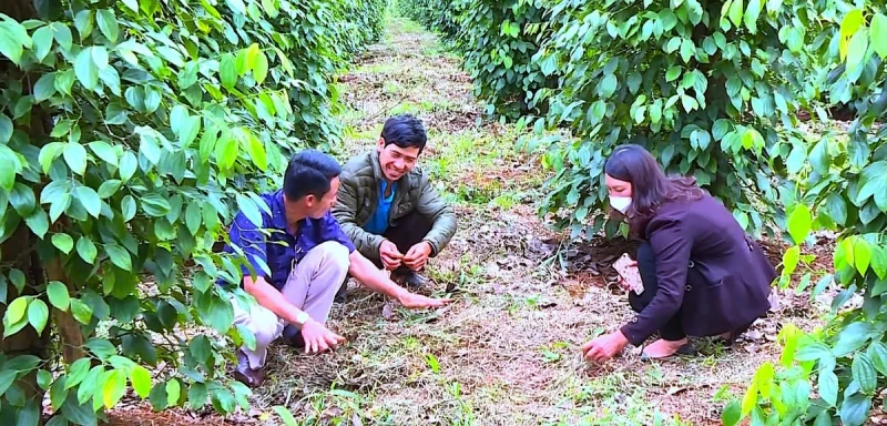 Người nông dân kiểm tra vườn tiêu organic đạt chuẩn xuất khẩu