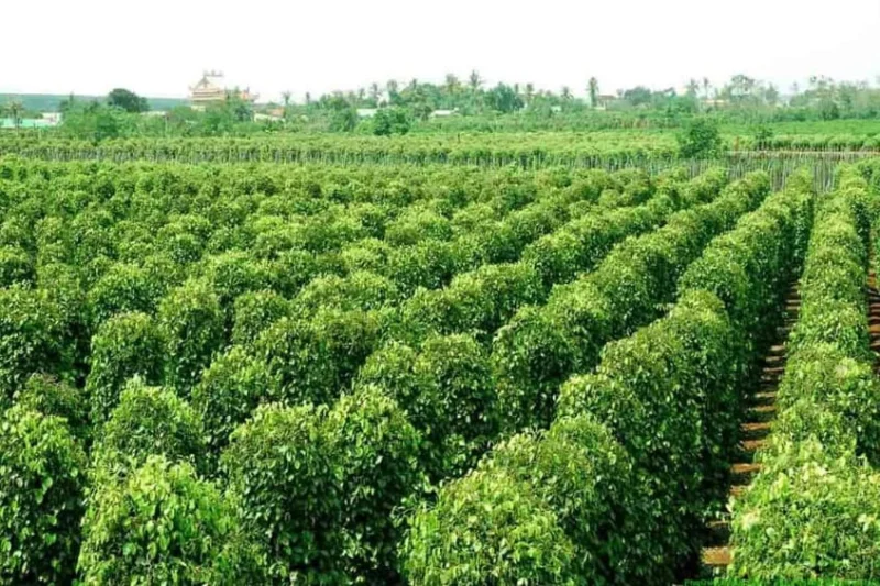 Vườn tiêu xanh tốt đặc sản nổi tiếng tại đảo Phú Quốc