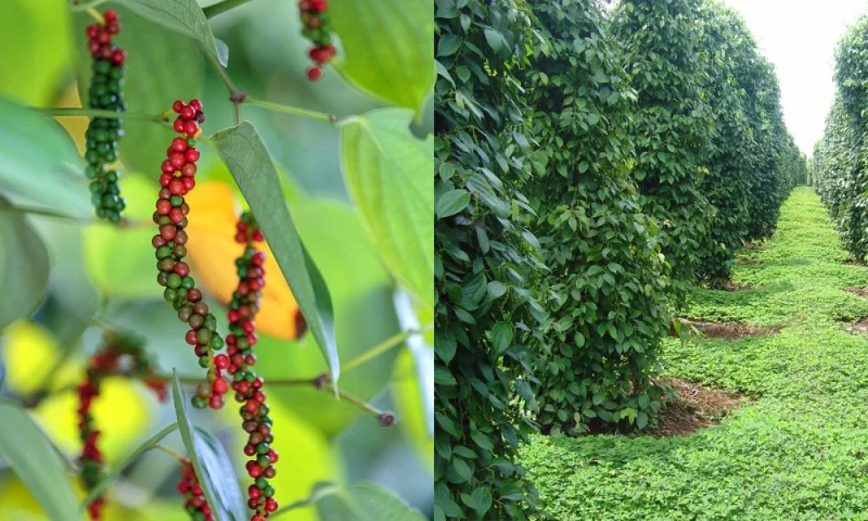 Vườn tiêu xanh tốt với những chùm quả chín đỏ tại Quảng Bình