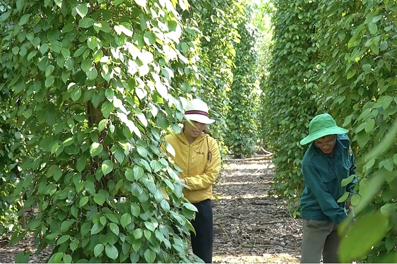 Người nông dân đang chăm sóc vườn tiêu xanh tốt tại Quảng Trị