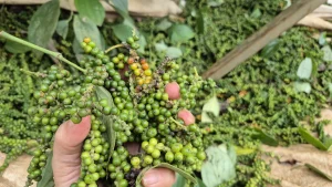 Giá Tiêu Sáng Nay: Cập Nhật Nhanh Biến Động Tại Các Vùng Trồng