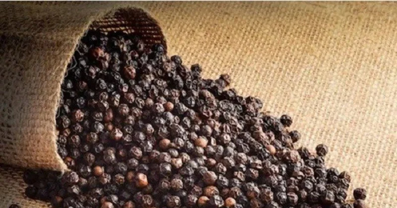 Hạt tiêu đen chất lượng cao trong bao tải, minh họa thị trường nông sản